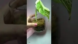 Гибнет Монстера