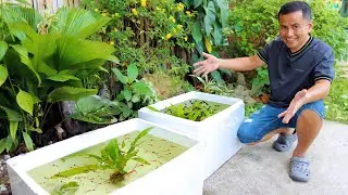 MY GUPPY FINALLY PRODUCE BABIES!!  How to become successful in Breeding & Raising Livebearer Fish