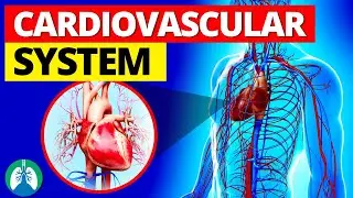 Cardiovascular System Structures | Simple Explanation