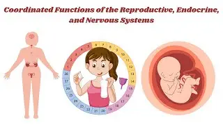 Coordinated Functions of the Reproductive, Endocrine, and Nervous Systems | Animation