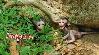 Million pity! Poor baby monkey Daniela cry loudly call for help | Danile cry cuz fear mom abandon