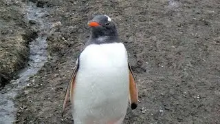 Aitcho Islands, South Shetland Islands, Antarctica, South Pole