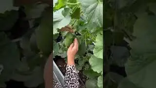Чтобы дыни быстрее зрели 