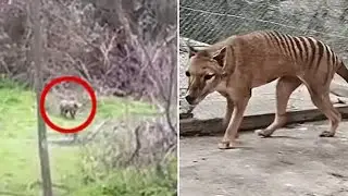 Extinct Animal Found? 5 Unexplained Photos Taken by Hikers