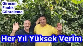 Fındıkta Gübreleme - Fındık için En Etkili Gübreleme Programı - Fındık Gübresi