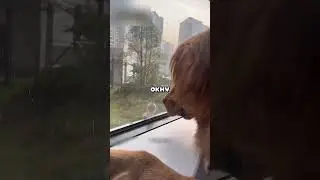 НАГЛЫЕ ПТИЧКИ