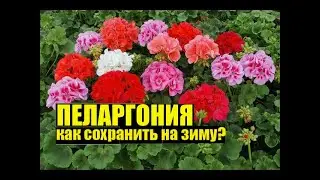 Черенкую пеларгонию/герань/калачик. Как на зиму сохранить цветок?