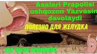 Prapolis asalari prapolis. Прополис как Пчёлы закрывают улы с помощью прополис. Asalarilar qishda.