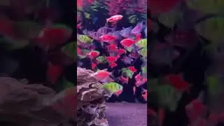 🍀 В нашей группе в ВК проходит КОНКУРС - Приз 20 меристем #MashaBloom 🍀Учавствуйте🍀 #аквариум