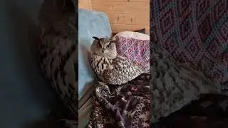 This is a pillow, and this is an owl. Don't mix it up!