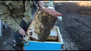 Карника F1 на Южном Урале, весеннее развитие, зацвела ива.  Beekeeping