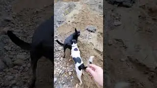 Dog hike in uncharted territory!