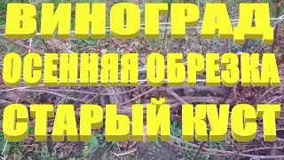 ОБРЕЗКА ВИНОГРАДА.Обрезка винограда осенью для начинающих