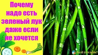 Почему надо есть зеленый лук, даже если не хочется