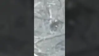 Боец РФ палкой сбил дрон ВСУ 