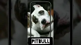 Pitbul 001