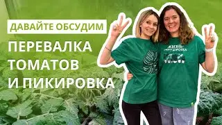 Перевалка томатов (пикировка)