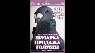 Ярмарка голубей в Переславле-Залесский 29.02.20