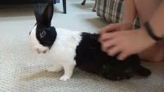 Bad rabbit being tickled then splooting!
