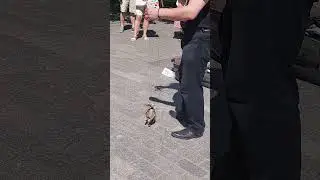 уличный артист 🤩 парк Горькрго, Спб