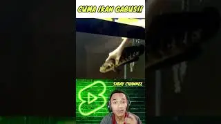 Channa Maru Jumbo, Bukan Sembarang Ikan Gabus Biasa 🔥 