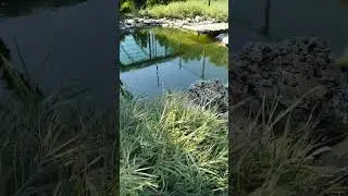 Черепаха в собственном пруду!!! 
