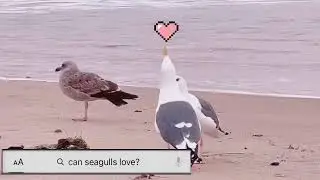 can seagulls love?