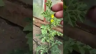 🍉Как формировать АРБУЗ в теплице #shorts #советы #растения