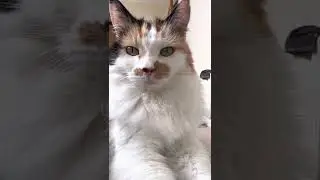 Why have you got this camera in my face?!?! Beautiful Cute Cat! 👊😎🔥