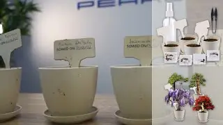 Set de culture de bonsaï avec 4 types de graines Royal Gardineer [PEARLTV.FR]
