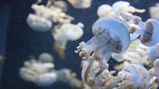 S.E.A AQUARIUM (Singapore)