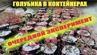 Голубика в контейнерах зимой в открытом грунте