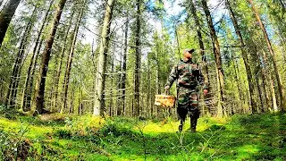 Грибник не ожидал что в жару столько грибов / Тихая охота в тайге / Сухой грибной лес / Карелия 2022