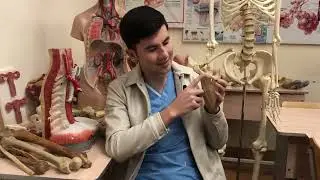 Osson Anatomiya 3-dars Yelka kamari suyaklari Kurak va Umrov