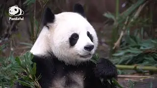 Do giant pandas hibernate? | Pandaful Q&A