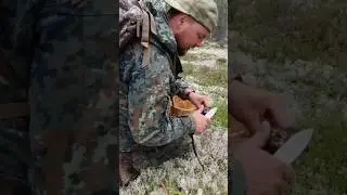 ГРИБЫ ПОШЛИ. СБОР ГРИБОВ 