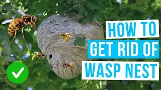 How to GET RID OF WASP NEST | safety first!