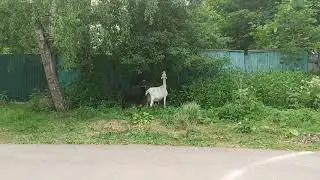 🐐 в мичурке