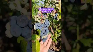 #голубика