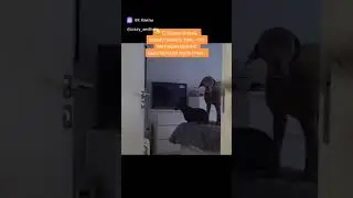 Собаки тоже любят  мультики ))