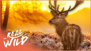 How A Deer's Tactics Help Them Survive The Dangerous Wilderness | Wild America