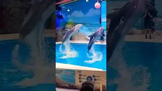 Dubai dolpharium and seal show