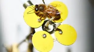 Synthetic Polleniser could help depleting bee population