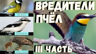 Вредители пчёл - ІІІ часть