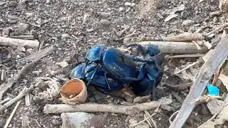 فضيحة 😱من عيار تقيل  حشرة (بخوشة)🤯 تغتصب من طرف  شخصين 🙀🙀