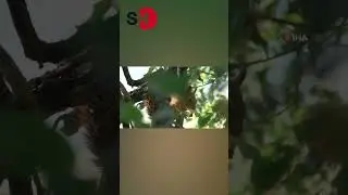 SİNCABIN MEŞE PALAMUDU ZİYAFETİ!