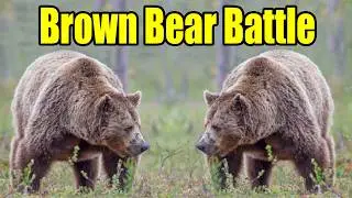Alaska Brown Bear Battle