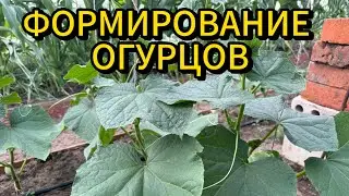 Как правильно формировать огурец. ФОРМИРОВАНИЕ ОГУРЦА В ТЕПЛИЦЕ. #огурцы
