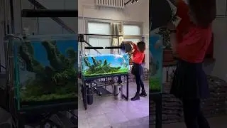 У кого живут Дискусы в травнике❓🐠
