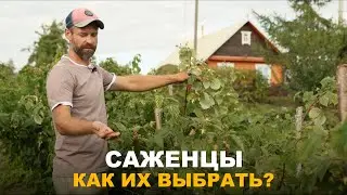 САЖЕНЦЫ КУСТАРНИКОВ И ПЛОДОВЫХ ДЕРЕВЬЕВ ВЫБИРАЕМ С УМОМ. Как выбрать и посадить качественные саженцы